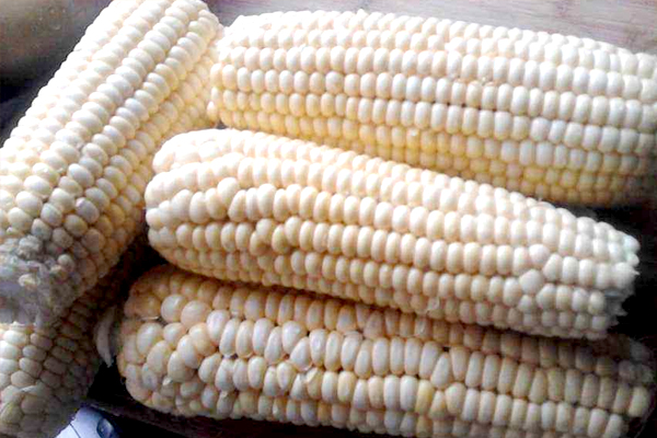 玉米高产需水规律
